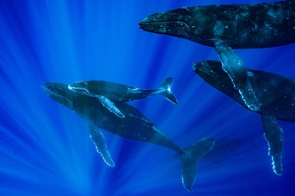 5 whale sightings