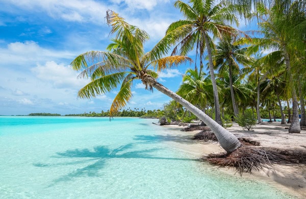 coconut tree in beach of moorea