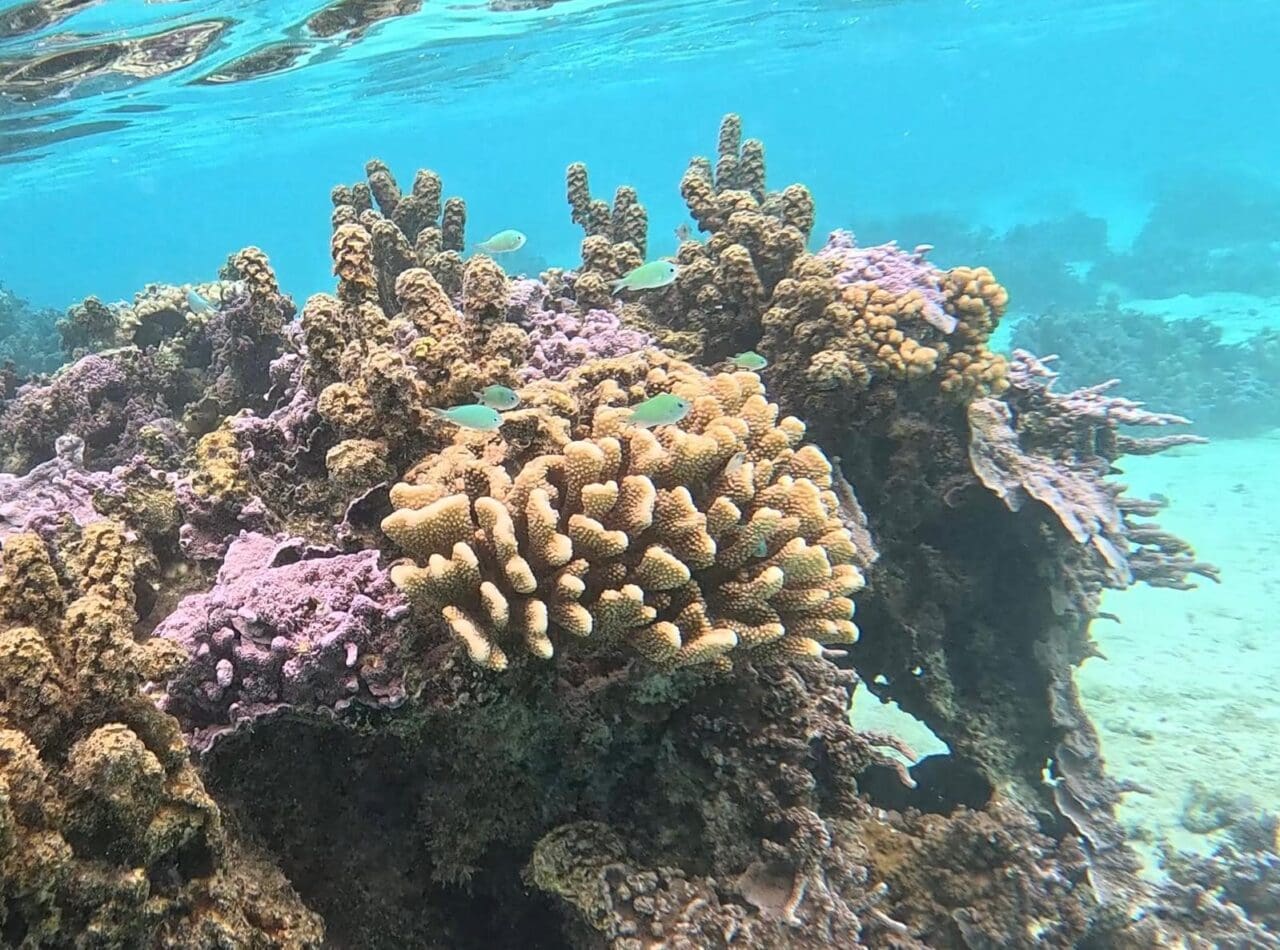 Mo'orea Retreat | Soul Success Unleashed