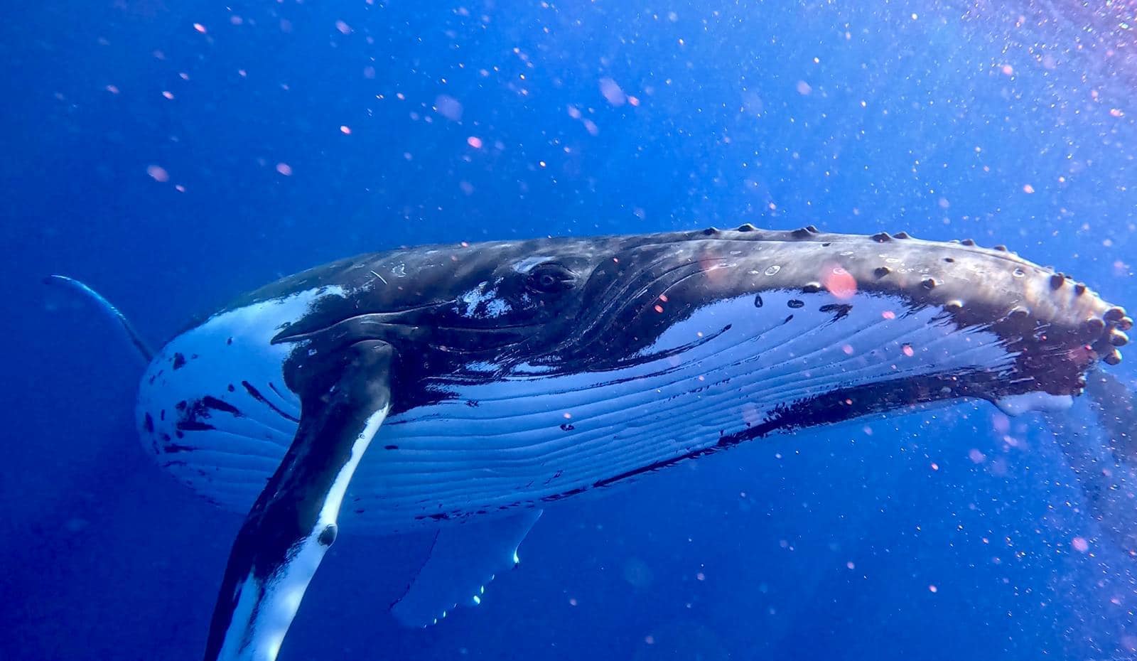 whale photo upclose