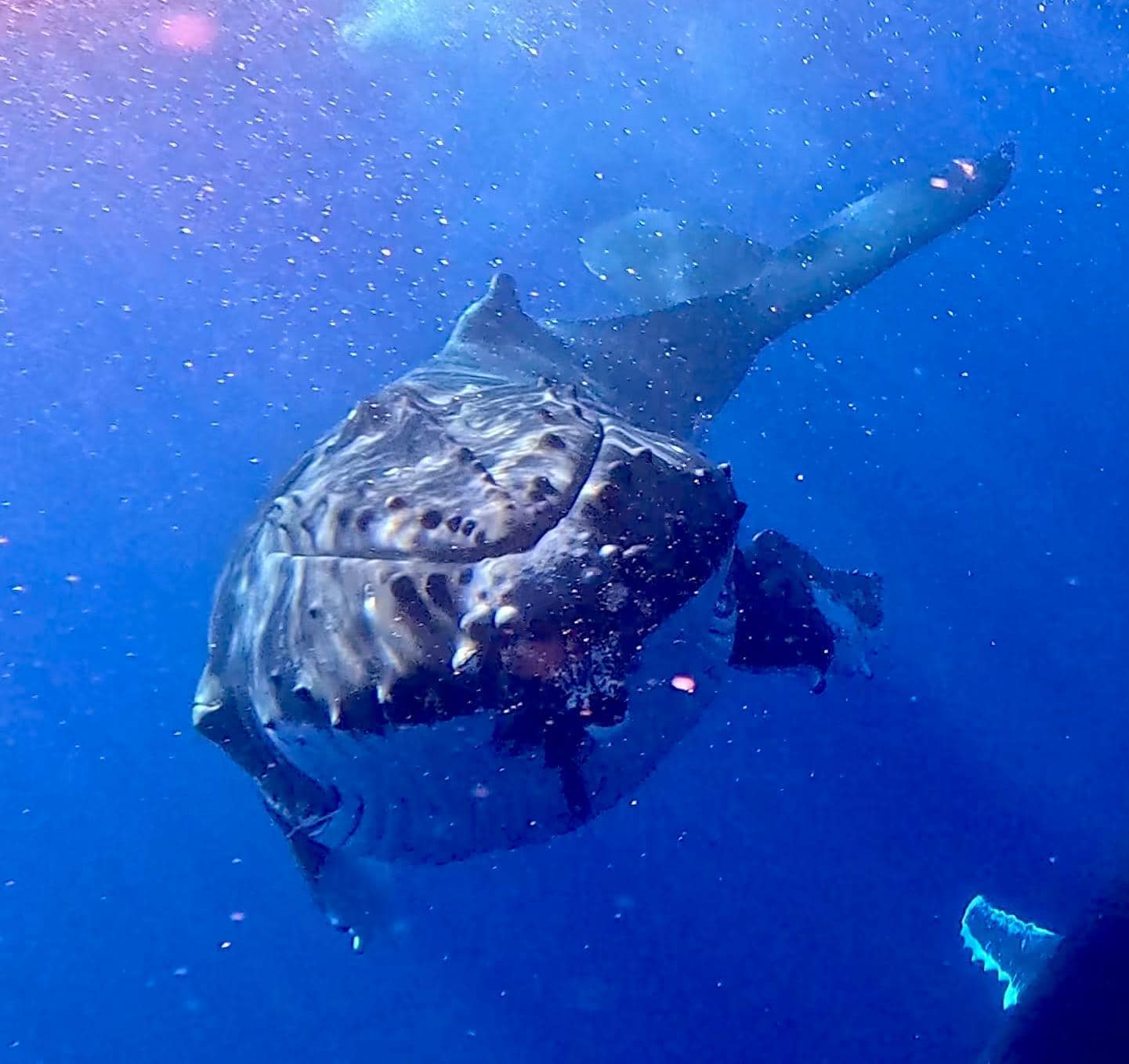 whale photo upclose