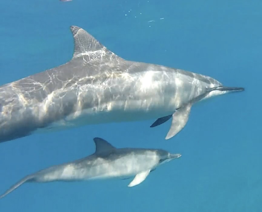 baby momma dolphin 2