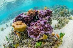 reef