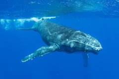Whale - Island of mo'orea