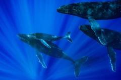 5 whales photo