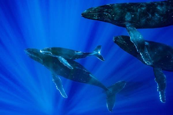 5 whale sightings