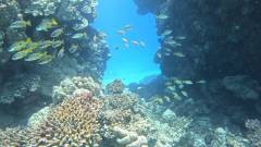 coral and fish