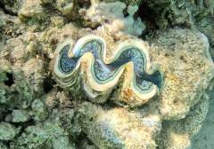 clam 2
