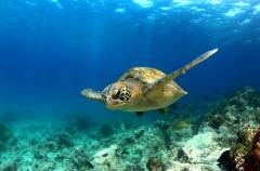 seaturtle